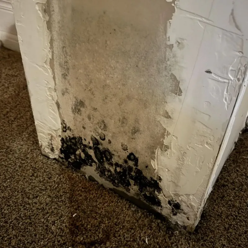 Professional Mold Removal in Fessenden, ND